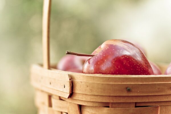 Background fruit in wood in nature