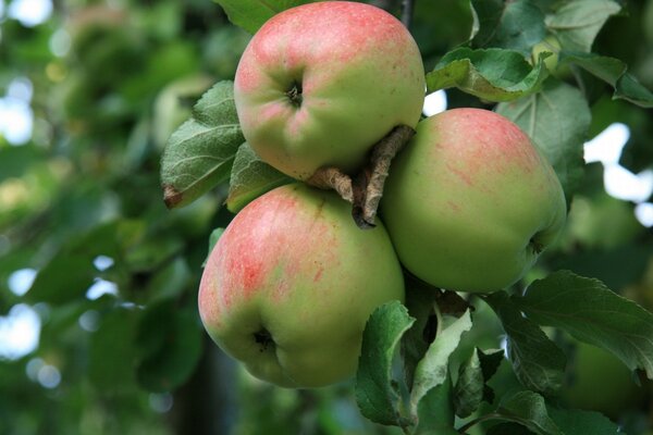 Manzanas con follaje en la naturaleza