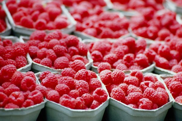 Purpurrote Stimmung. süße Beeren für den Desktop