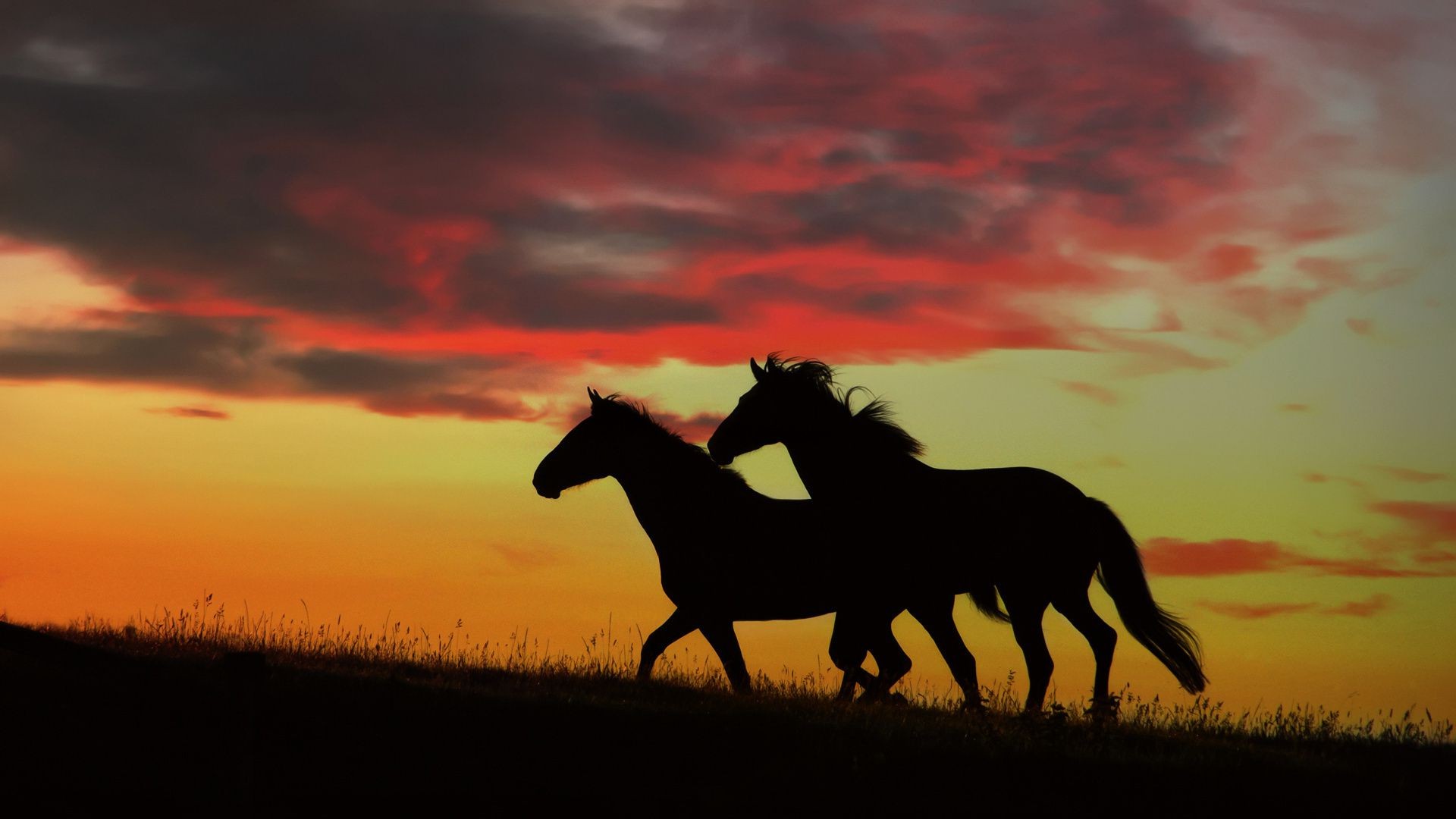 horses cavalry sunset silhouette backlit evening horse mare mammal dawn mustang sitting equestrian sun stallion landscape dusk sky equine animal farm