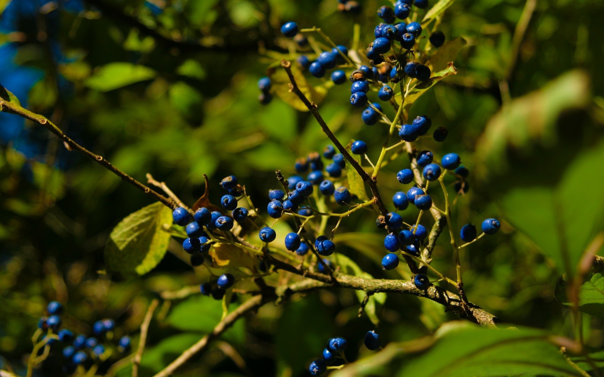 food & drink nature leaf tree fruit branch flora color summer outdoors garden shrub food