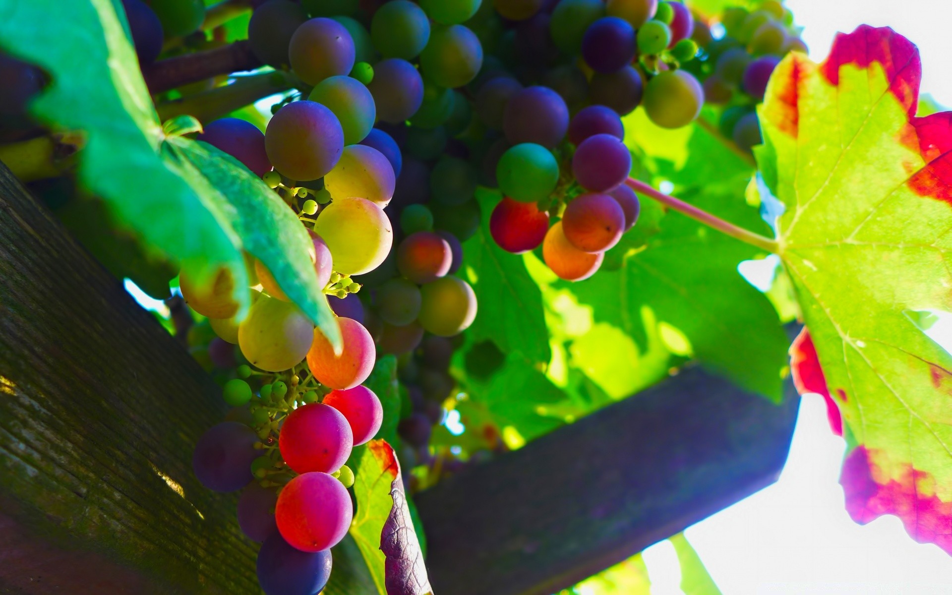 fruits feuille nature couleur jardin arbre flore vigne automne été à l extérieur