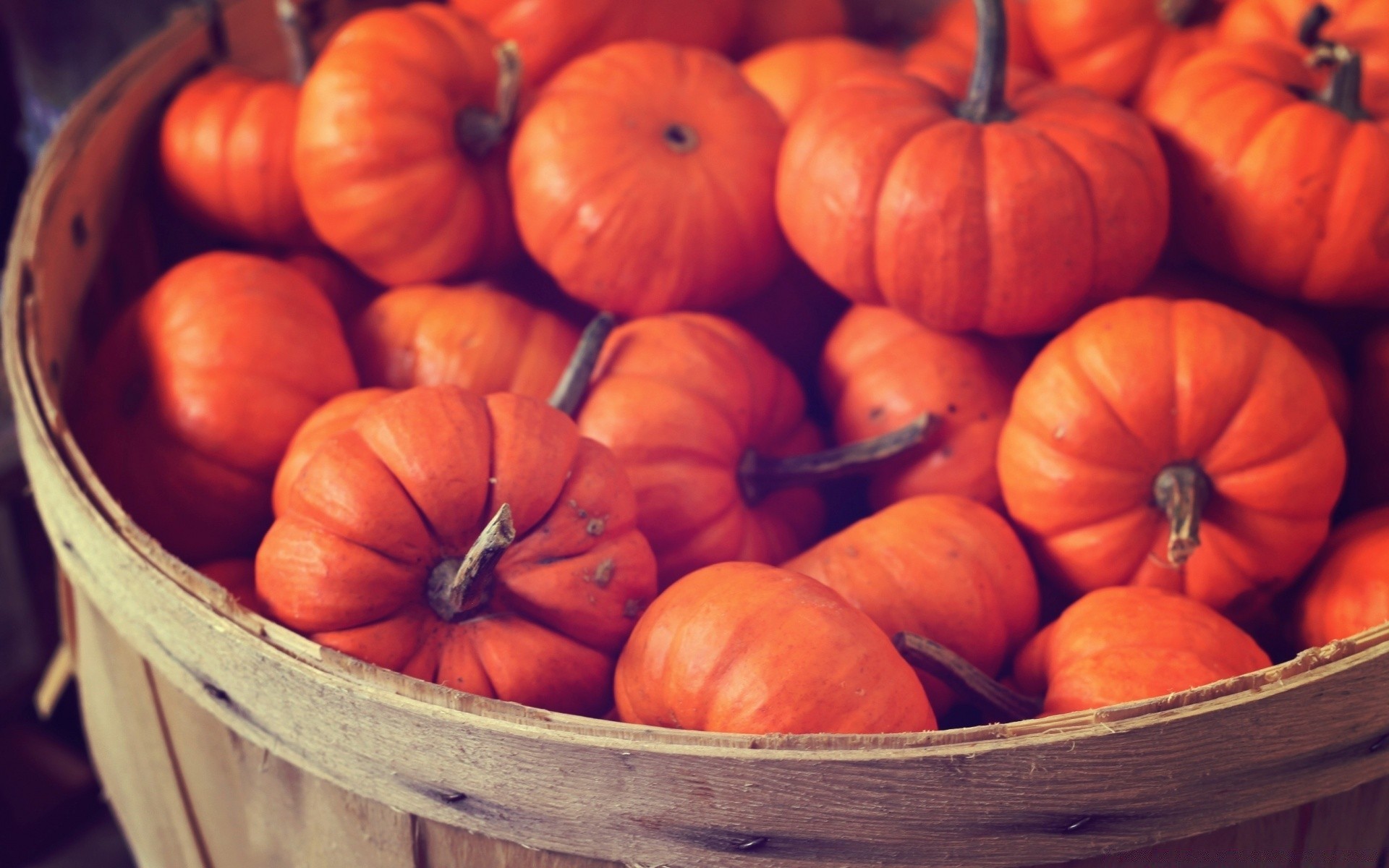 gemüse kürbis herbst weide thanksgiving wachsen halloween essen markt landwirtschaft obst gemüse viele korb gruppe fülle blatt