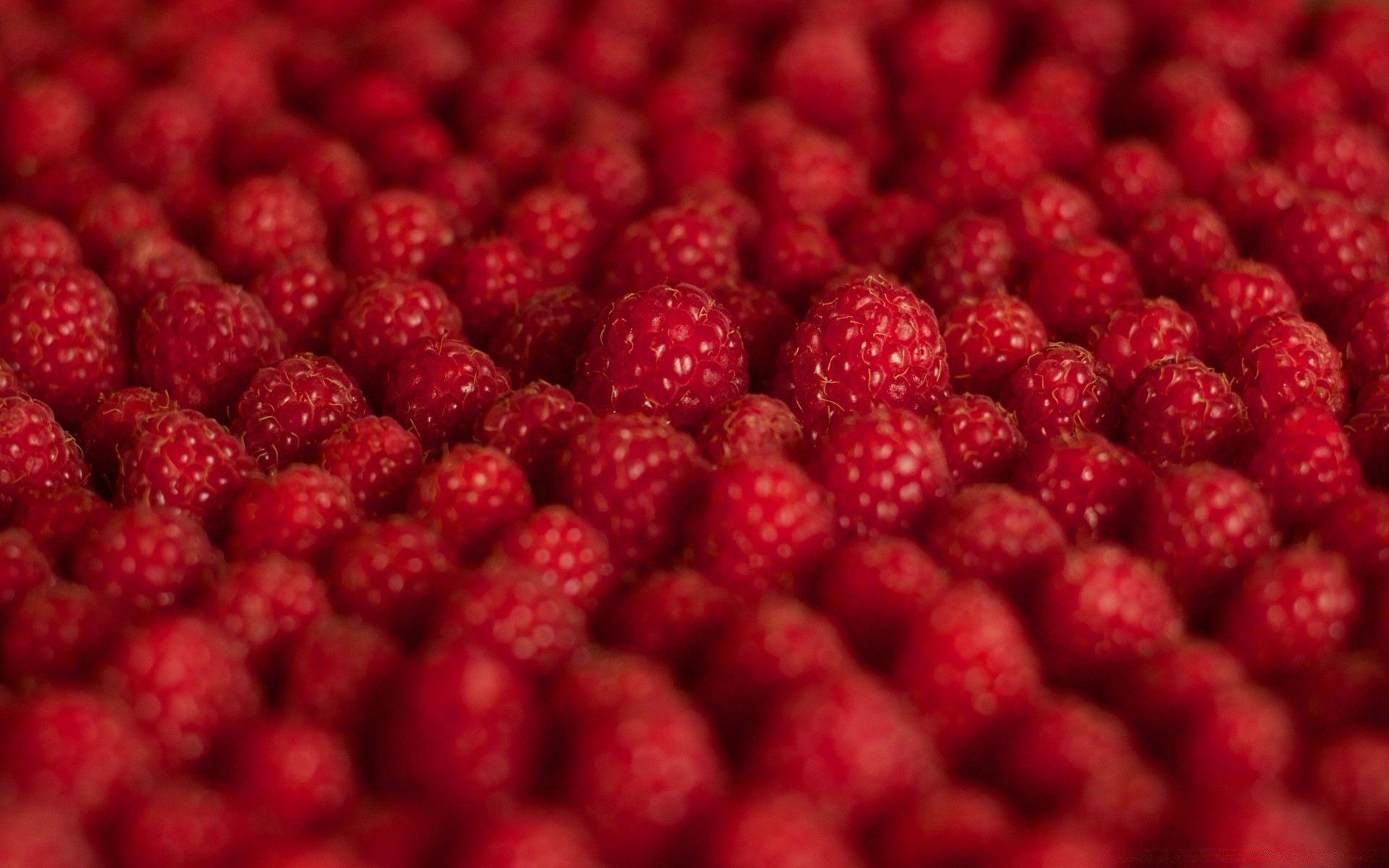 fruits baie alimentaire doux framboise juteuse confiserie délicieux délicieux régime alimentaire en bonne santé gros plan alimentaire rafraîchissement grandir épicure fraîcheur bureau