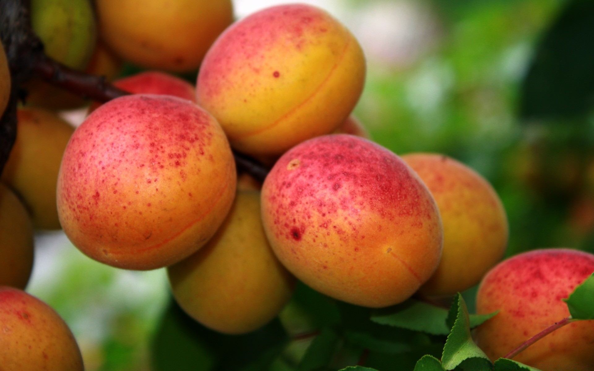 fruits juteux alimentaire délicieux pâturage grandir pêche alimentaire agriculture santé feuille confiserie marché automne vitamine nature jus beaucoup en bonne santé