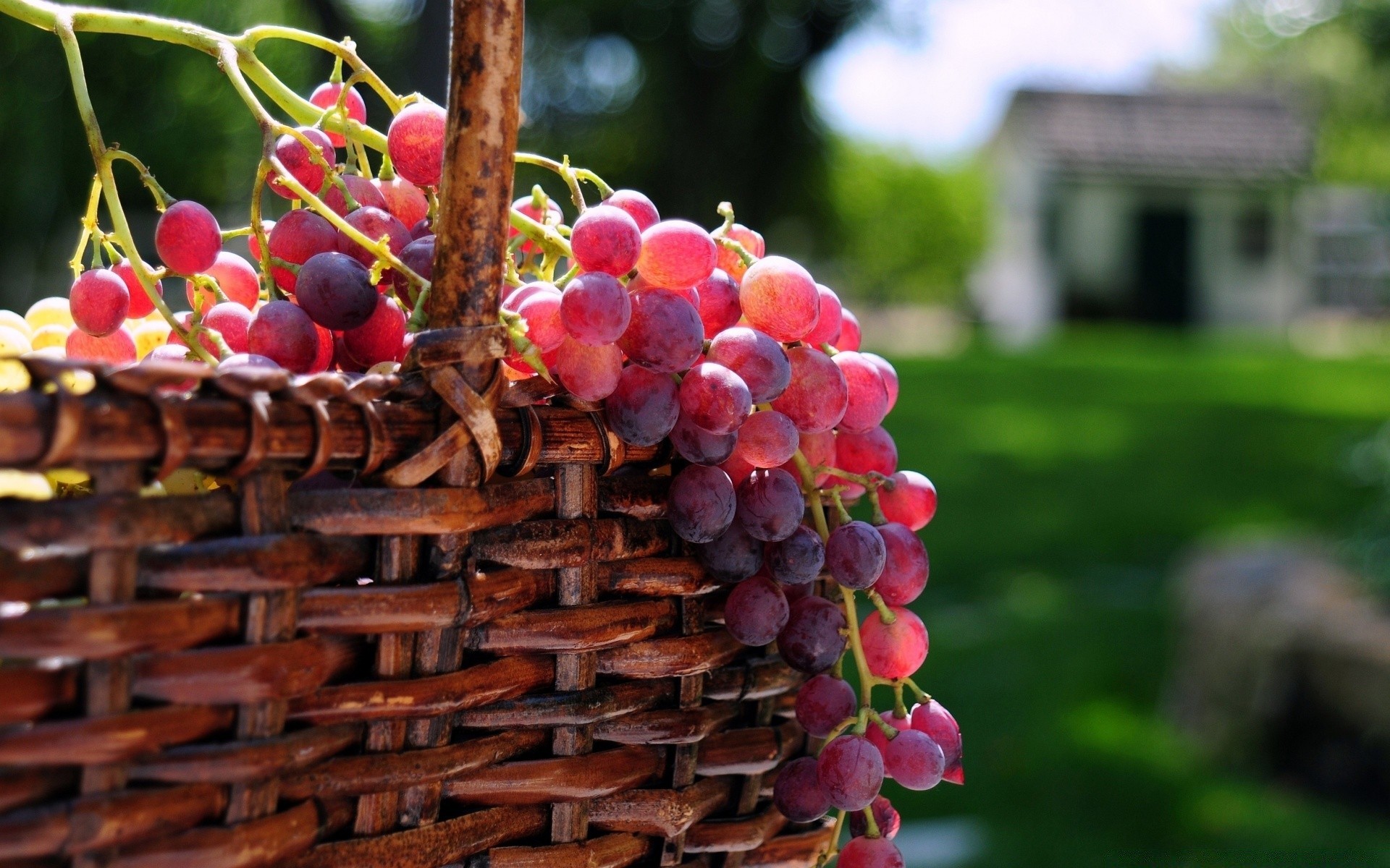 owoce jedzenie wino ogród winogrona rosnąć natura kosz jagoda stos winnica wino pastwisko ciasto klaster lato soczysty kolor winnica