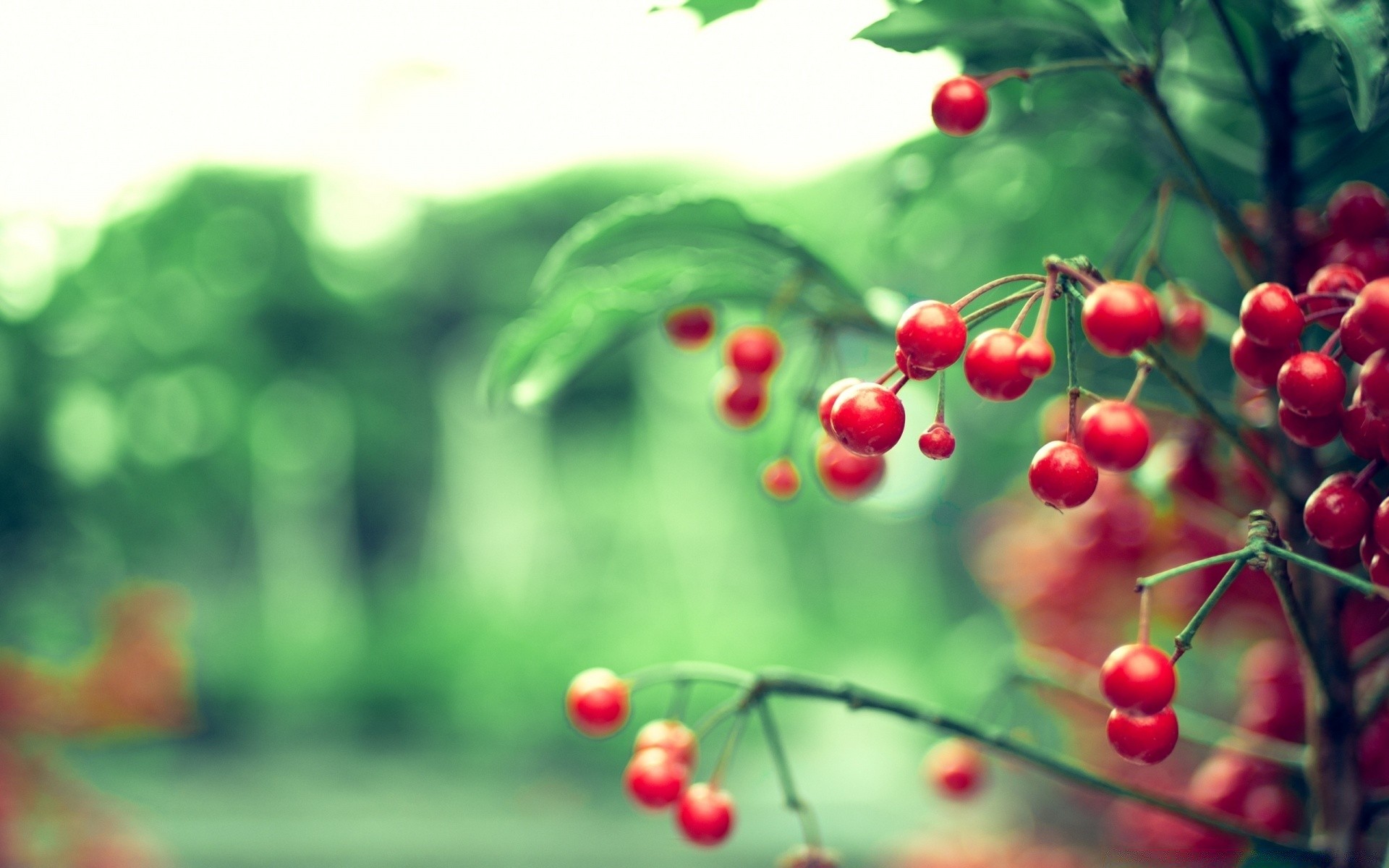 fruits nature feuille arbre baie alimentaire été branche flou jardin flore à l extérieur couleur