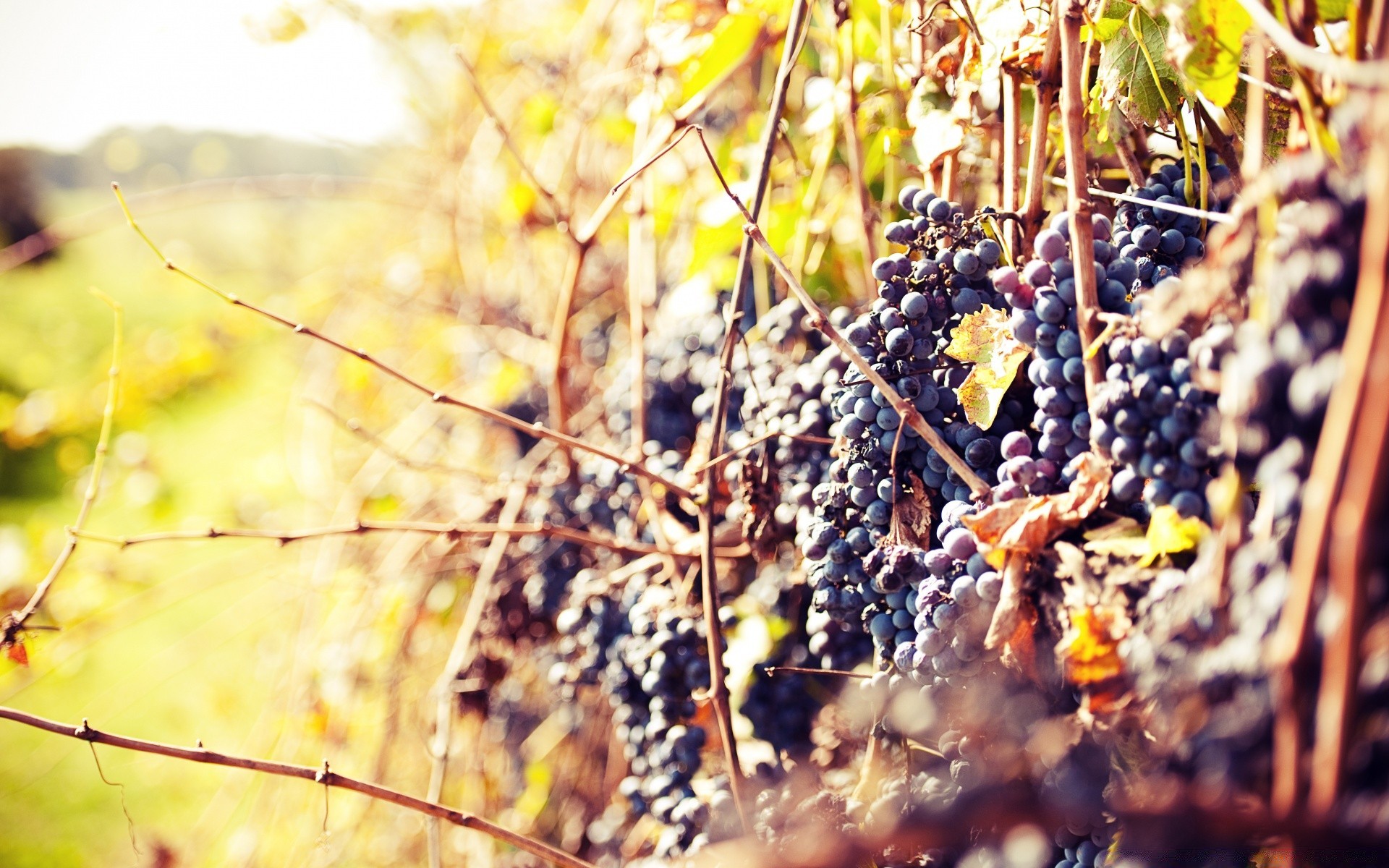 frutas outono natureza ao ar livre folha flora temporada madeira comida árvore close-up pasto verão jardim cor vinho bom tempo crescimento agricultura