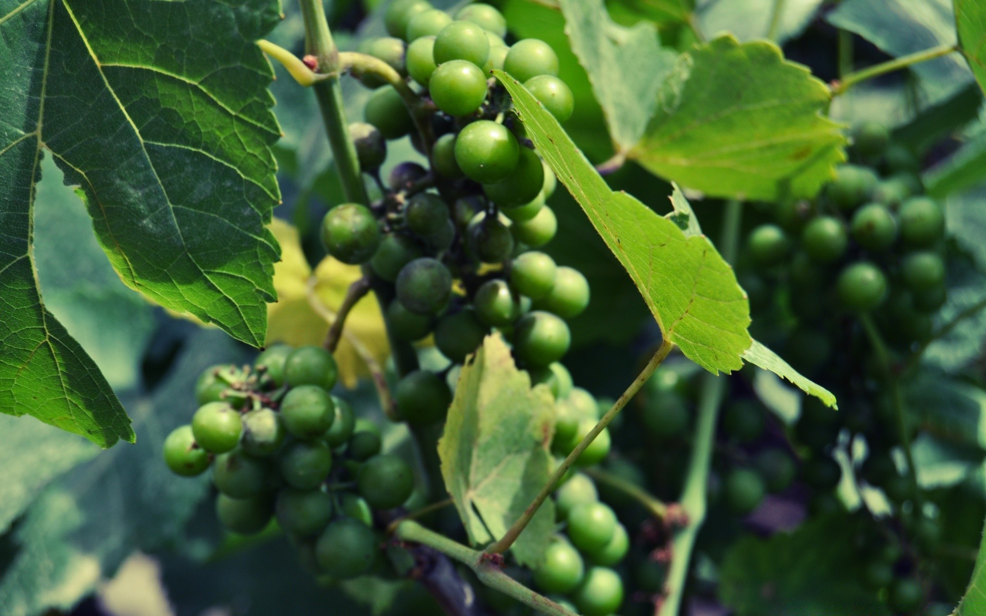 essen & trinken obst weide landwirtschaft blatt lebensmittel natur wachsen rebe bauernhof cluster flora wachstum ernte beere wein weinberg haufen unreif