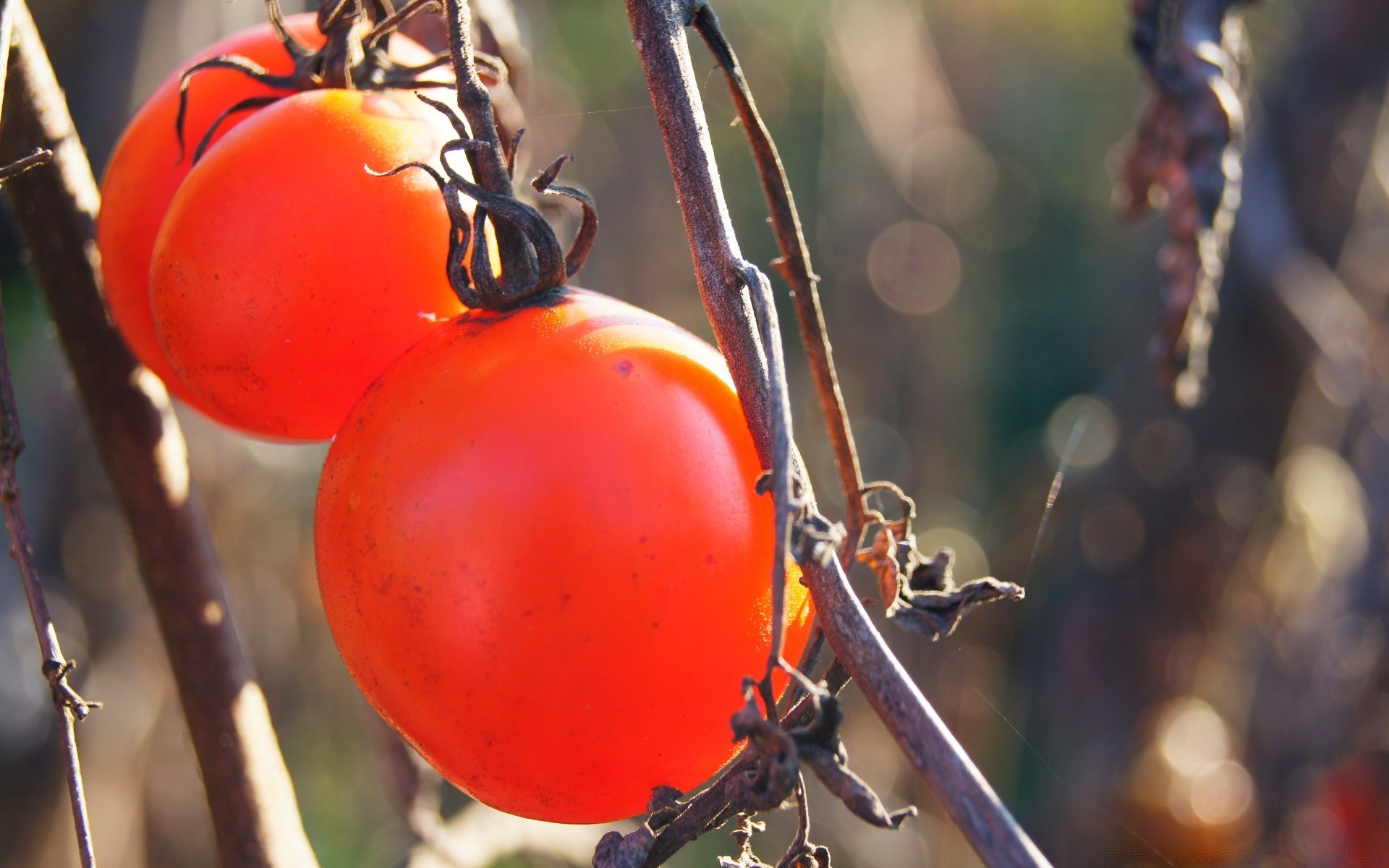 légumes nourriture fruits nature de plein air jardin