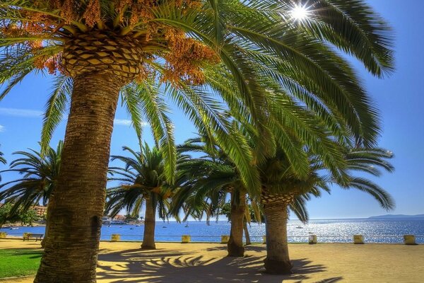 Tropical palm trees on the ocean