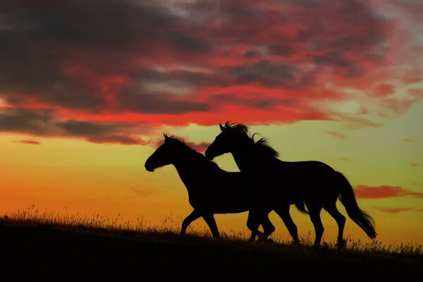 Seulement mon cheval et moi marchons sur le terrain