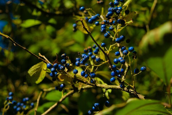 Blaue Beeren hängen an einem Ast