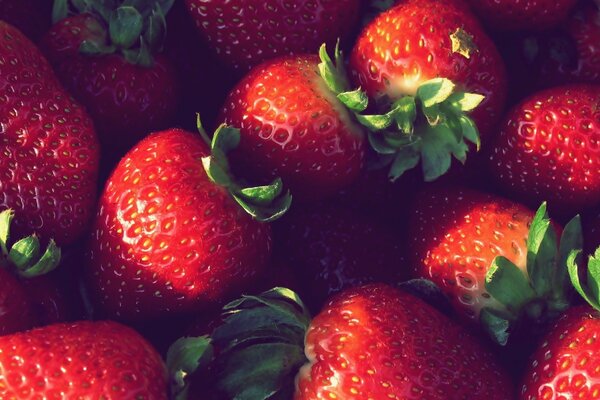 Fraises mûres juteuses et sucrées