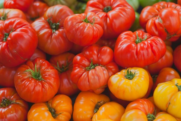 Harvest vegetables for a healthy diet