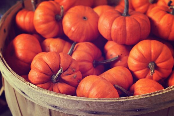 Harvest of small pumpkins in a barrel