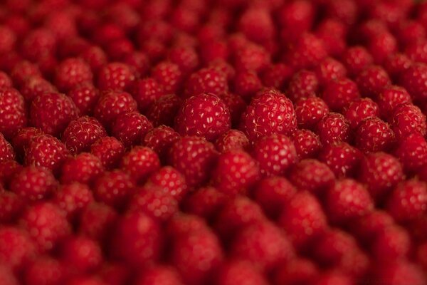 Ripe juicy raspberry berry