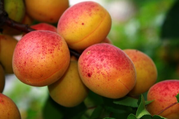 Abricots mûrs sur une branche bouchent