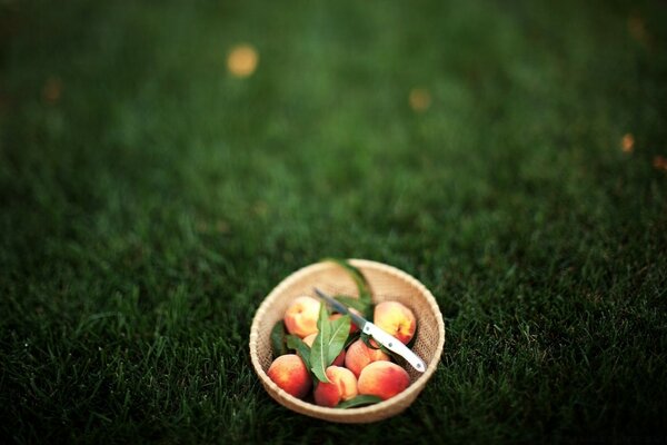 Eating fruit outdoors in the garden on the grass