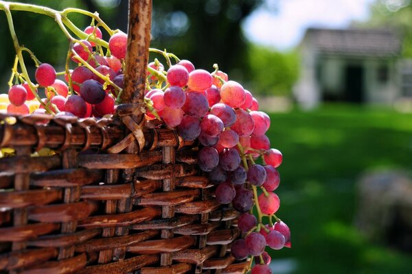 Cesta de uvas em um fundo desfocado