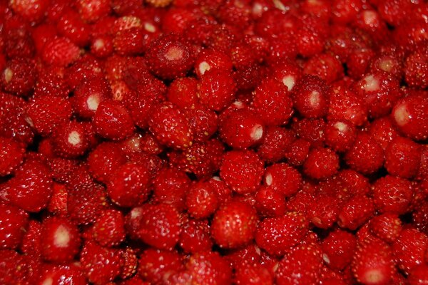 Forest ripe strawberries in bulk