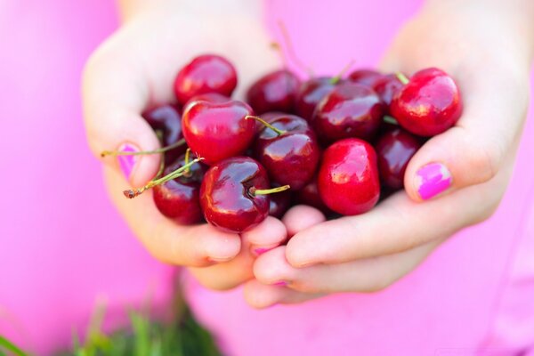 Berries of ripe cherries in the palms of a girl