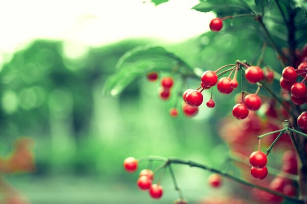 Muchas bayas rojas en las ramas