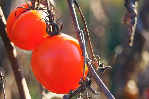 Pomodori a croce in crescita su un ramo