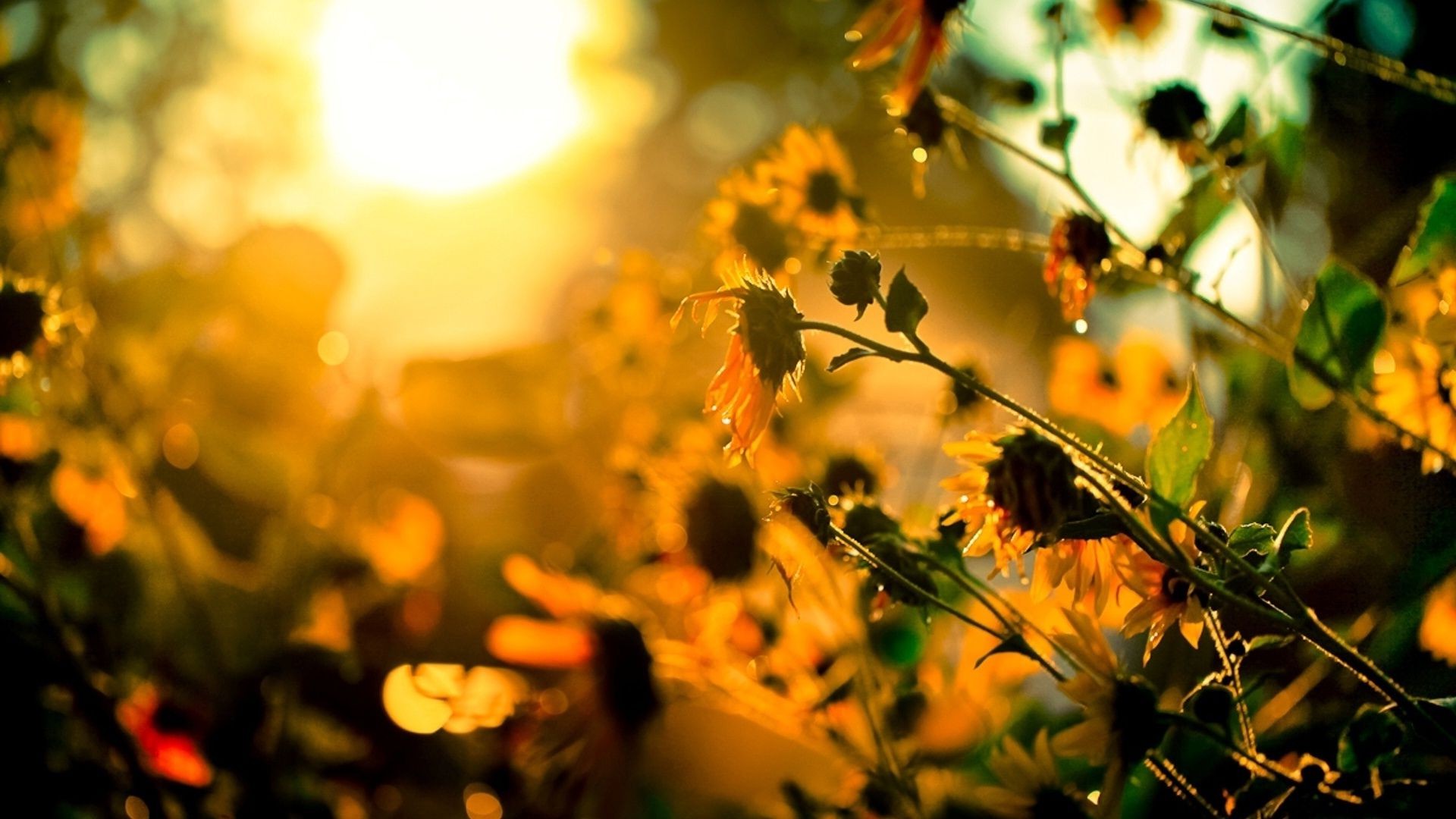 flowers blur nature leaf sun fair weather color summer flower outdoors bright flora garden