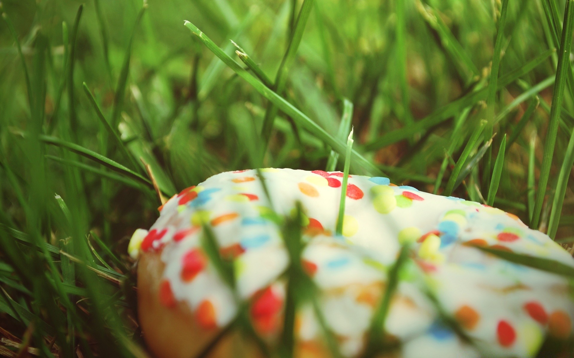 postres pascua comida hierba naturaleza huevo verano al aire libre primer plano color hoja