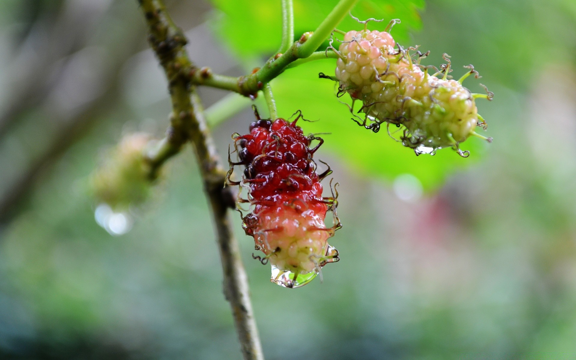 essen & trinken natur blatt im freien sommer baum filiale obst flora essen wachstum wenig