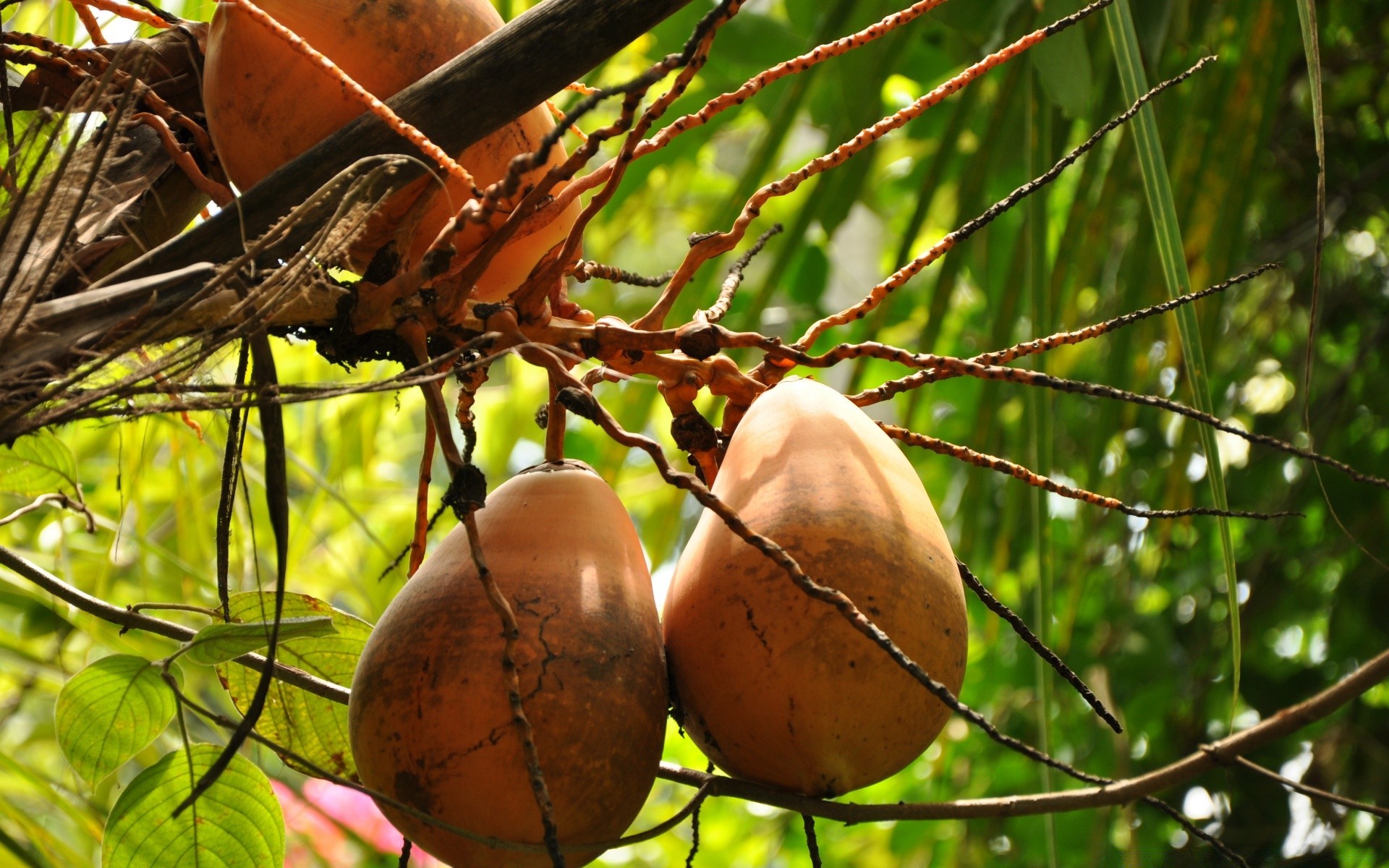 food & drink tree nature food fruit leaf flora outdoors wood fall grow