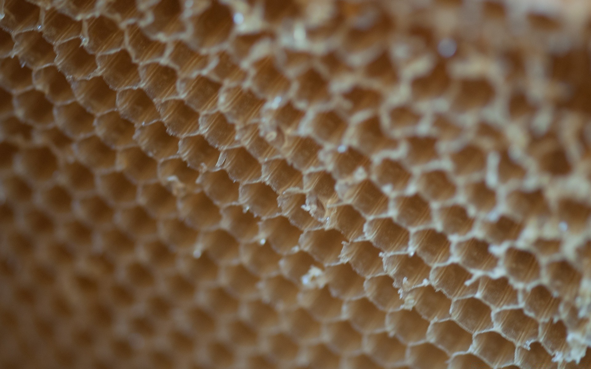 food & drink honey cellular telephone honeycomb bee wax beeswax hexagon beehive desktop nature