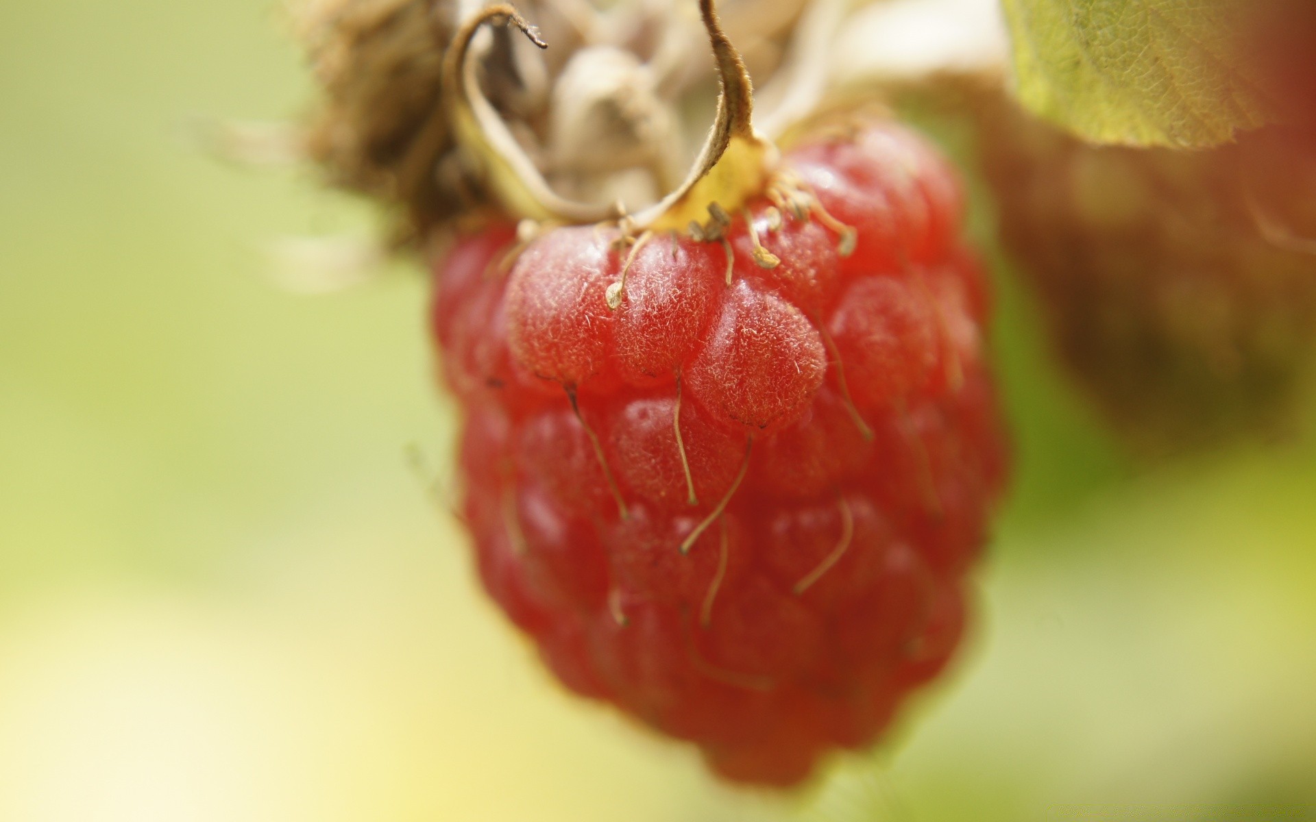 fruta comida baya jugosa saludable pastelería dulce delicioso naturaleza delicioso nutrición dieta salud hoja primer plano crecer jardín frescura