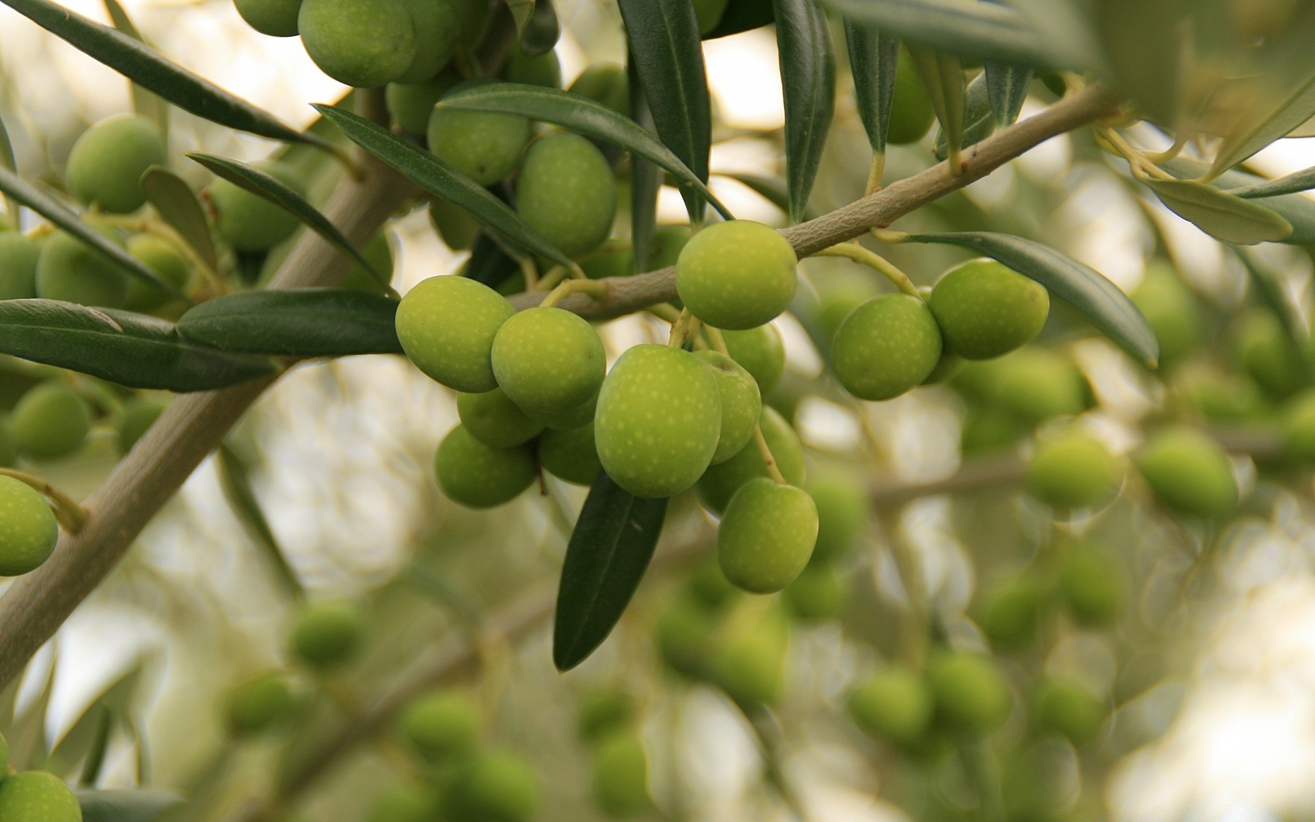 meyve gıda yaprak doğa tarım mera ağaç şube flora büyümek tarlalar çiftlik asılı açık havada olgunlaşmamış büyüme bahçe renk