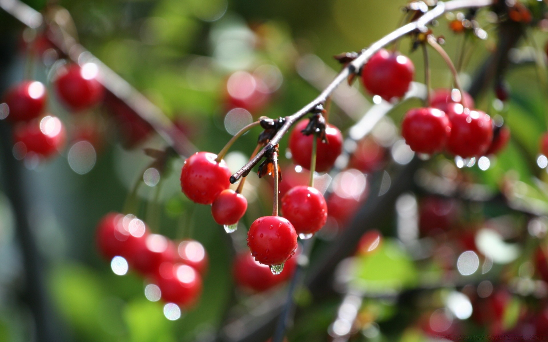 fruit tree berry nature leaf branch cherry food garden confection shining juicy color winter