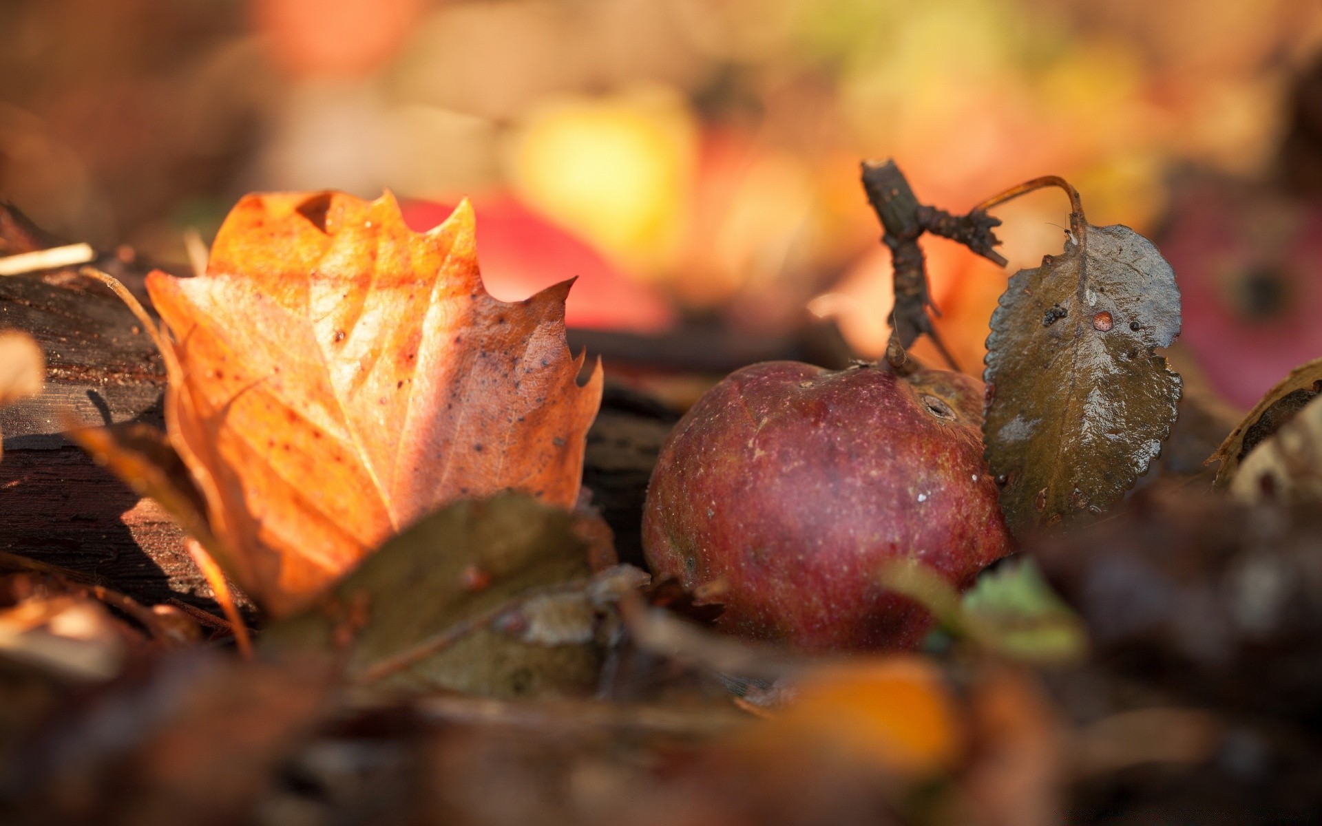 essen & trinken herbst blatt essen natur holz stillleben im freien