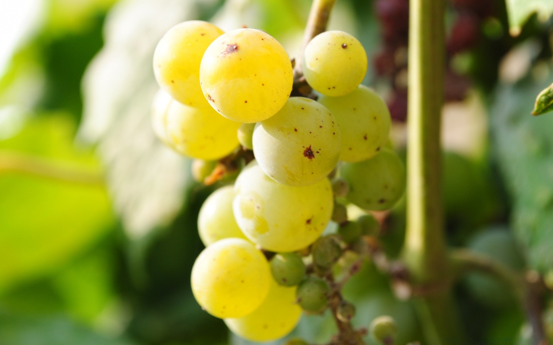 fruta vid comida uva crecer pasto vino pila agricultura jugosa hoja naturaleza racimo bodega viñedo baya grapevine granja salud