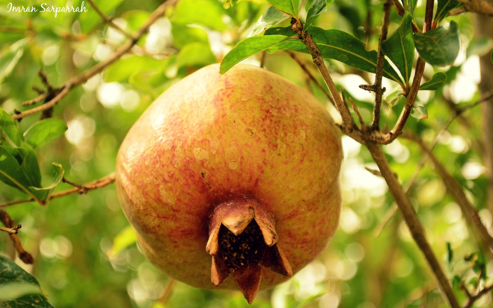 fruit food nature leaf tree juicy tropical apple confection branch pasture garden summer hanging flora fall grow