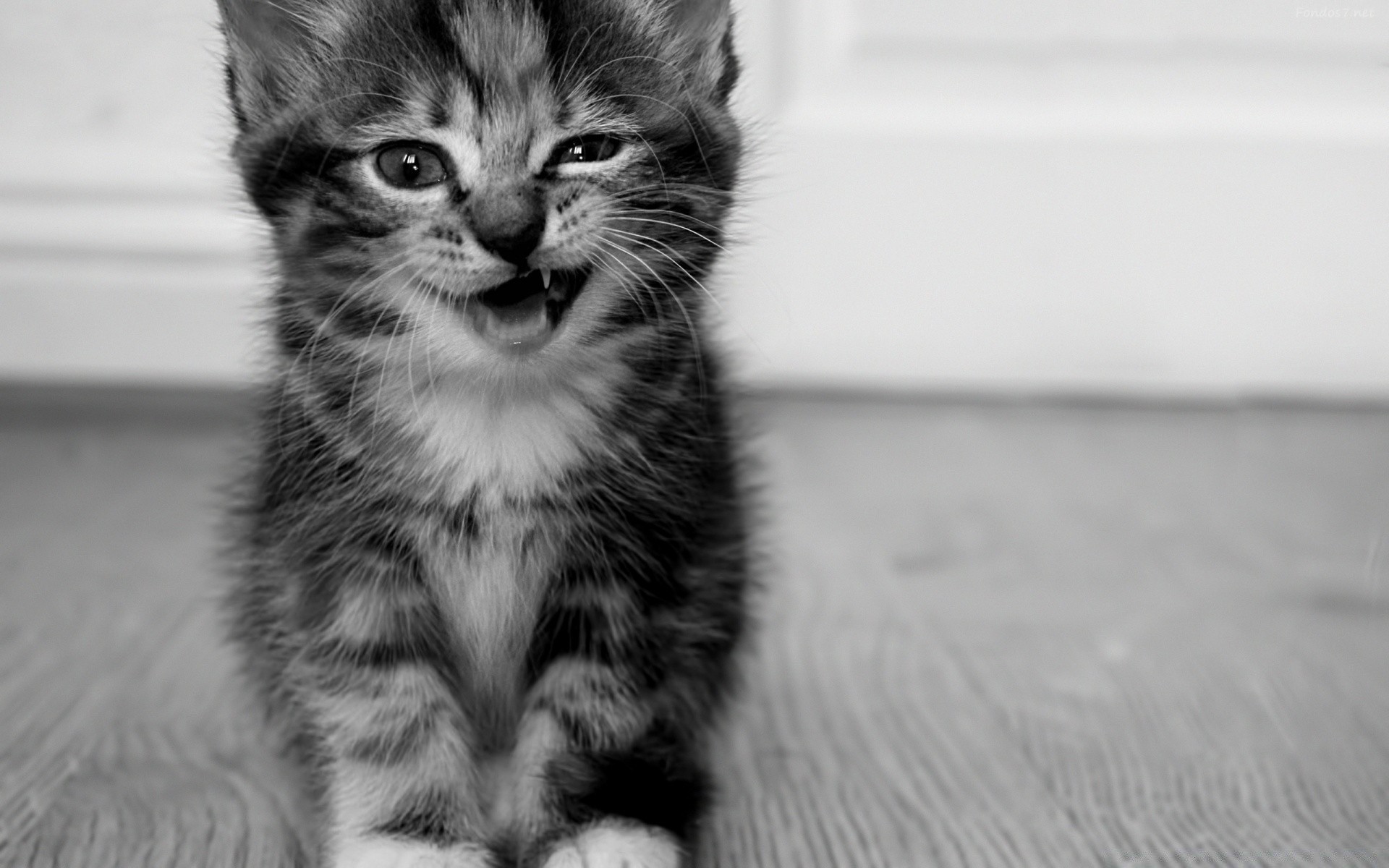 animais gato animal de estimação mamífero animal gatinho fofa retrato pele olho pequeno doméstico