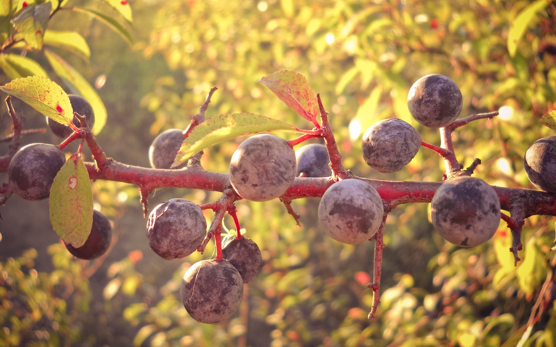 alimentos e bebidas frutas natureza outono folha comida árvore flora pasto baga ramo cor verão ao ar livre estação jardim