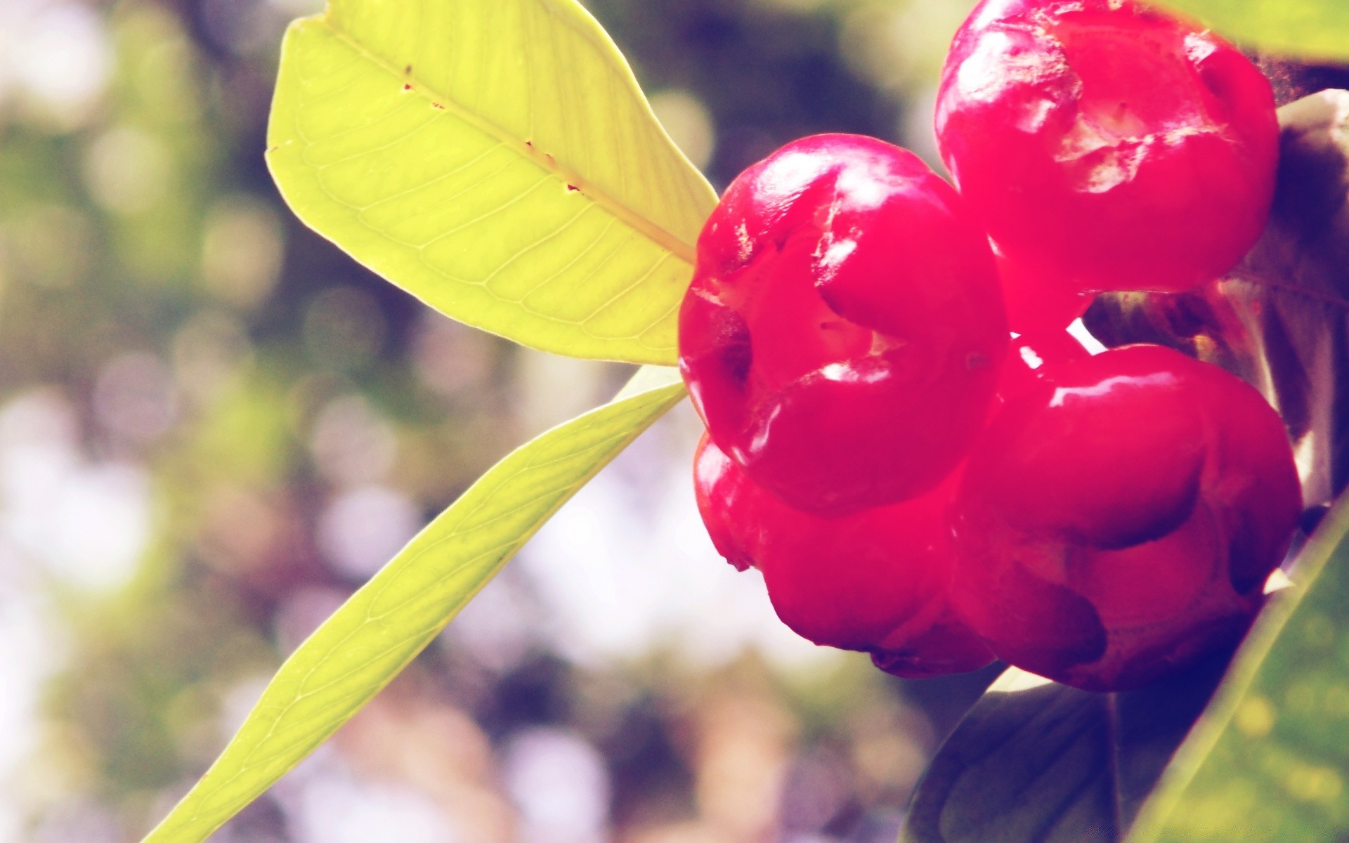 meyve doğa çiçek yaprak flora bahçe renk parlak yaz güzel açık havada yakın çekim