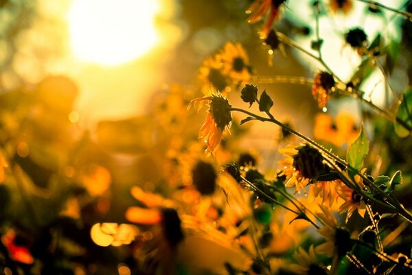 La lumière du soleil à travers les fleurs