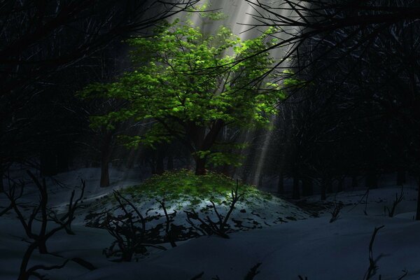 A ray through the darkness of winter