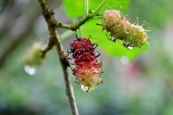 Ramo di una pianta con frutti colorati