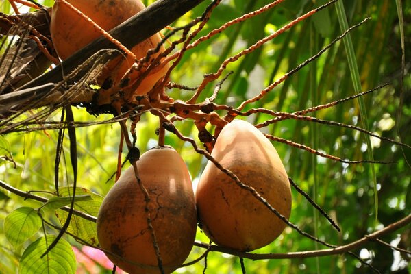 Fruit on a tree wallpaper with nature