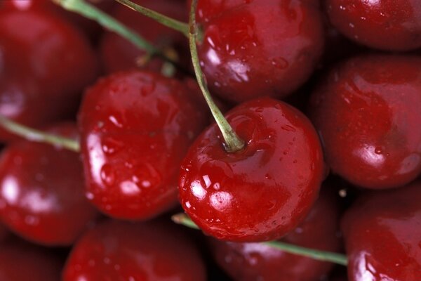 The taste of summer -juicy sweet cherries