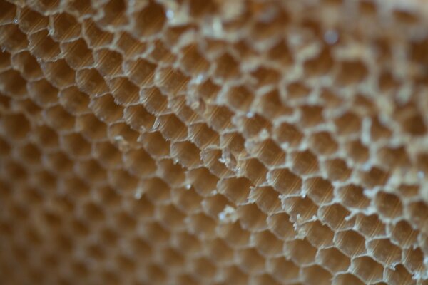 Macro de nid d abeilles sans miel