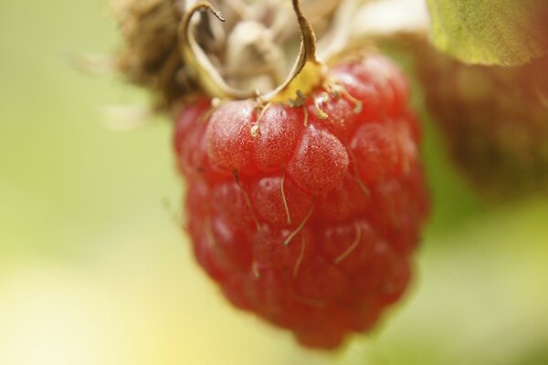 Saftige Himbeeren auf einem Ast