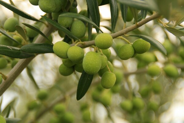 Grüne Beeren reifen am Baum